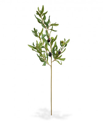 Oliivipuu (80  cm)
