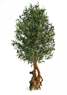 Oliivipuu bonsai puisella lautasella (150 cm)