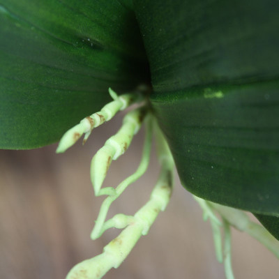 Mākslīgās orhidejas lapas x6