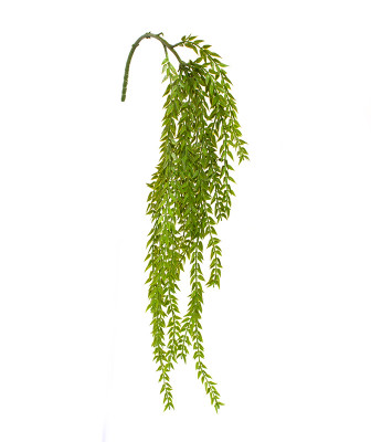 Gluosnis augalas 80 cm