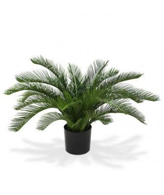 Palmė Cikas 60 cm UV