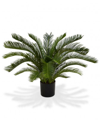 Cycas Revoluta (80 cm) UV