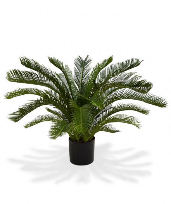 Palmė Cikas 80 cm UV