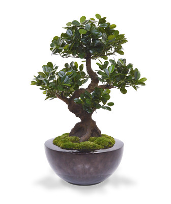 Panda bonsai (70 cm)