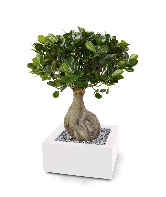 Mākslīgais Panda bonsai koks (55 cm)