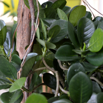 Panda bonsai (140 cm)