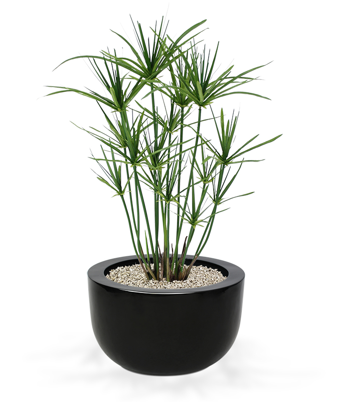 Dirbtinis augalas Papirusinė Viksvuolė 65 cm