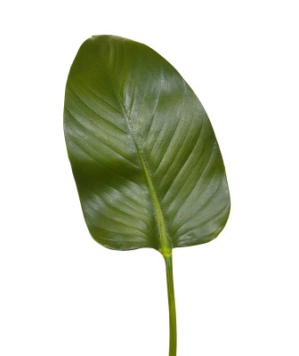 Artificial Silk Strelitzia leaf deluxe 75 cm