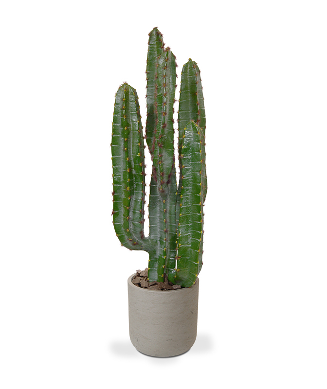 Dirbtinis augalas Euphorbia Kaktusas 70 cm vazone