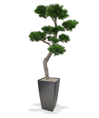Mākslīgais pinus bonsai koks xl 200 cm