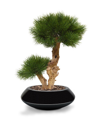 Mākslīgais priedes bonsai koks ar pamatni (55 cm)