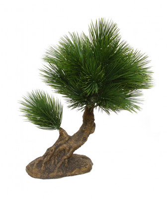 Piinia bonsai (30  cm)