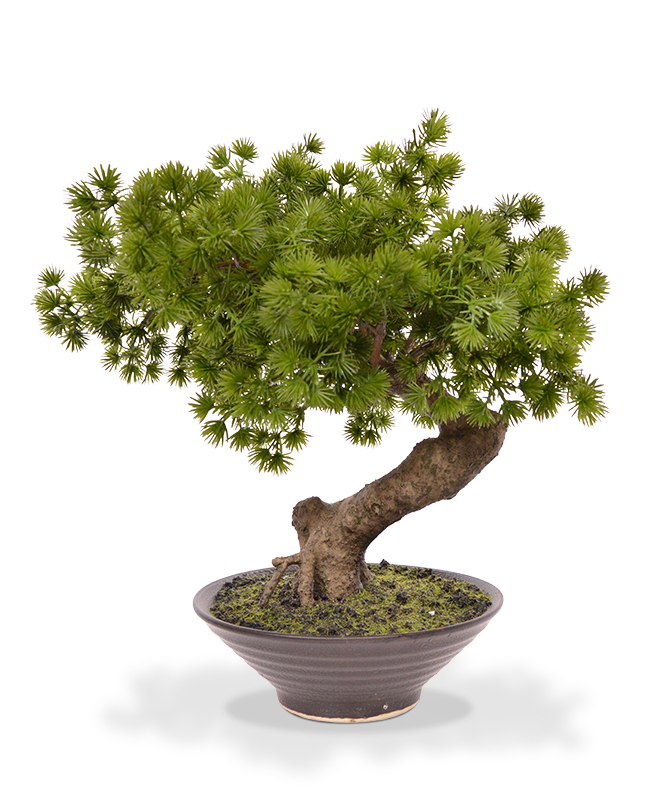 Tekokasvi Hopeapinja bonsai (40 cm)