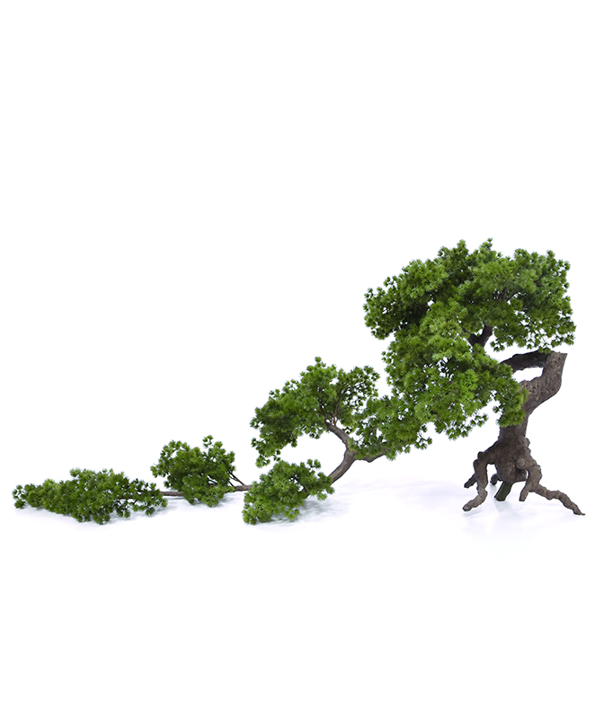 Kunst Piinia bonsai (65  cm)