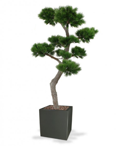 Plastmasas Mākslīgais priedes bonsai koks XL (200 cm) UV