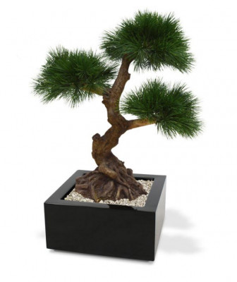 Hopeapinja bonsai UV-suojalla (60 cm)