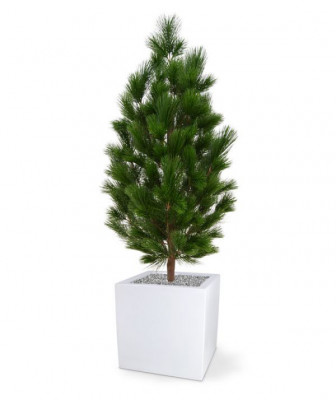 Sosna drzewo XL (130 cm) UV