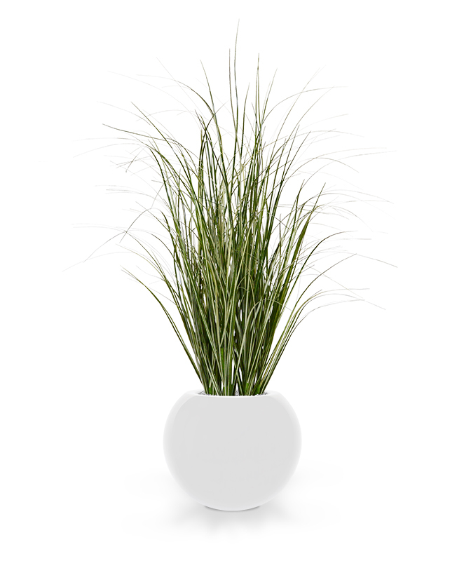 Dirbtinis augalas Paprastosios nendrės 60 cm