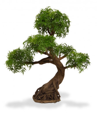 Keisarinhopea-aralia bonsai UV-suojalla (90 cm)