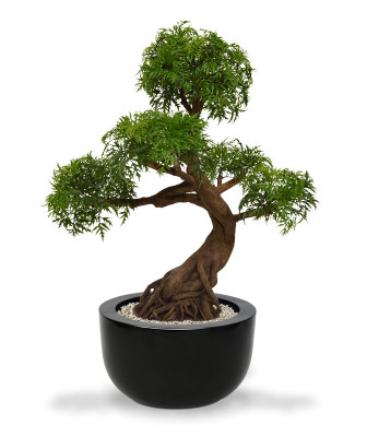 Keisarinhopea-aralia bonsai UV-suojalla (90 cm)