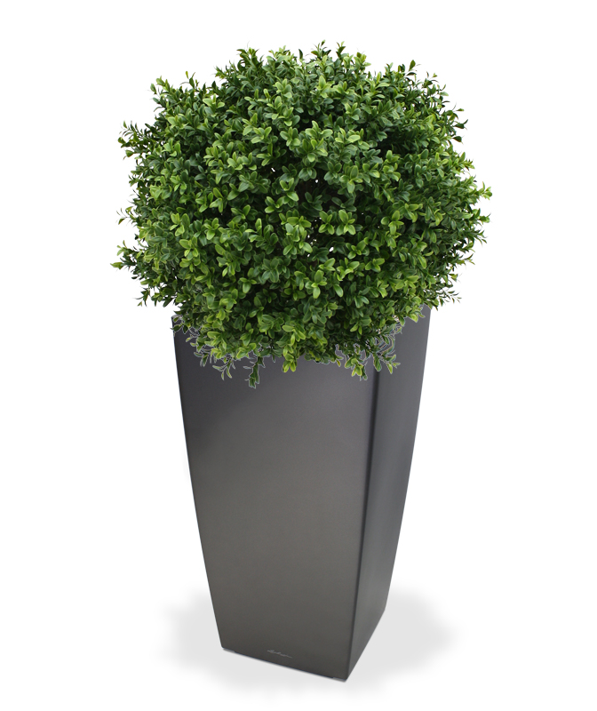 Tekopuu Puksipuu (65 cm)