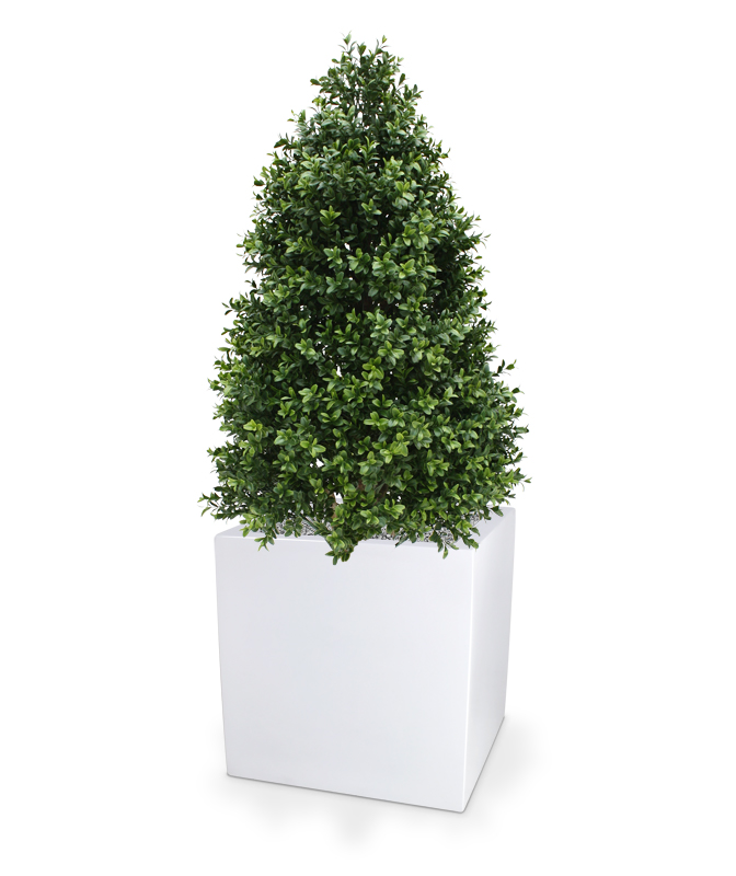 Plastic Tree　プラスティック・トゥリー 10枚セット 51qzO2a4MjL._SY200_QL15_.jpg