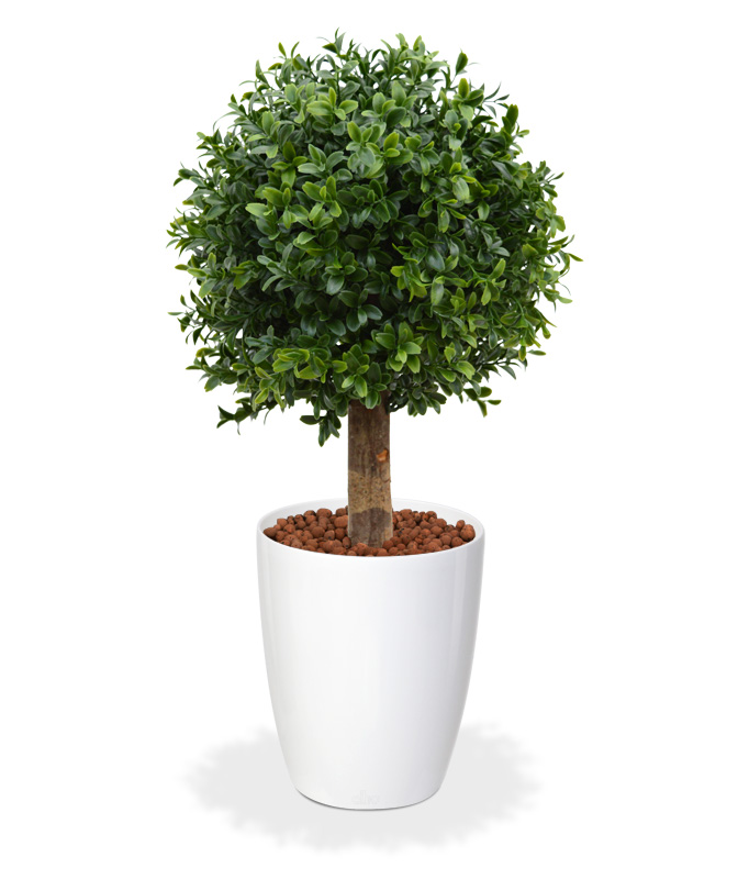 Artificial Boxwood Ball (25 cm)