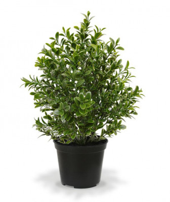 Dirbtinis Buksmedžio augalas 30 cm UV vazone