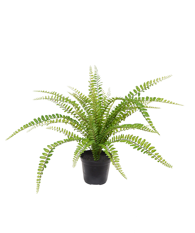 Umetna rastlina Asplenium Fern (45 cm)