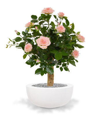 Ruusu (80 cm)