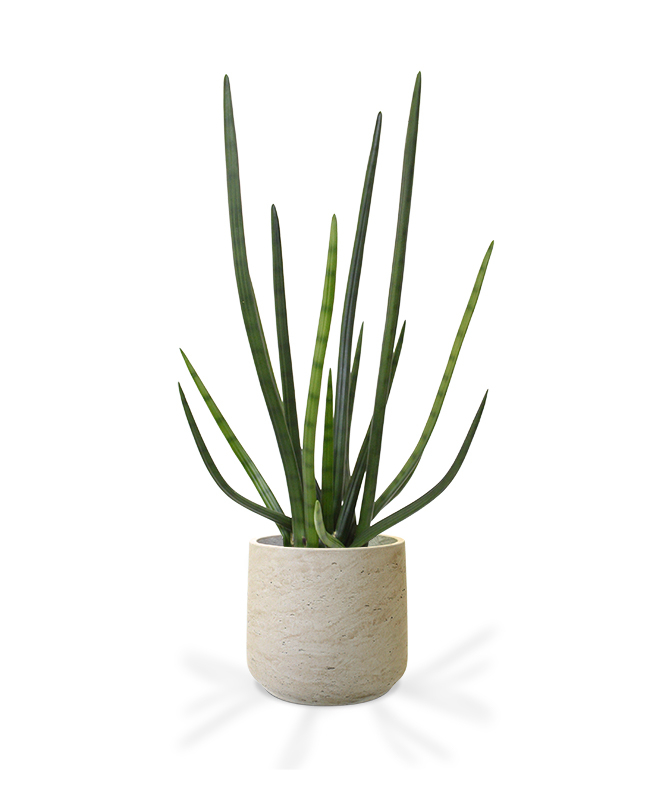 Dirbtinis augalas Sansevjera 75 cm