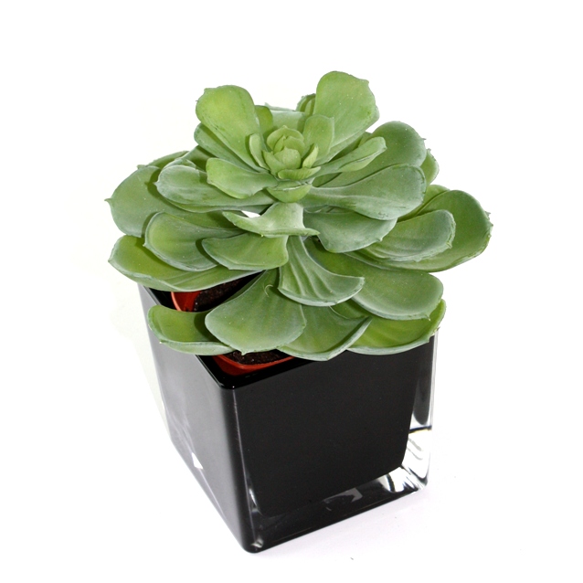 Mākslīgā eševērija puķu podā (16 cm)