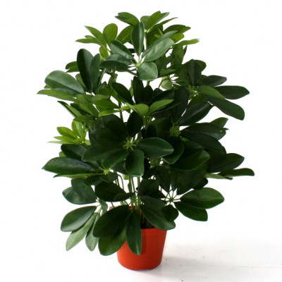 Planta de janela Schefflera artificial 50 cm 
