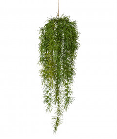 Fake Asparagus Spengeri trailing plant (60 cm)