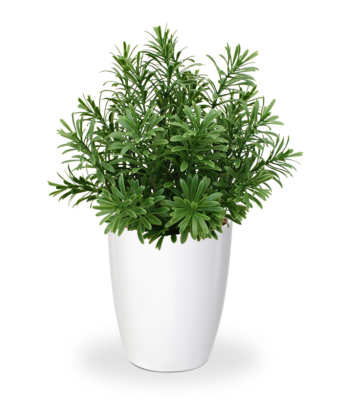 Dirbtinis augalas Sukulentas 28 cm vazone