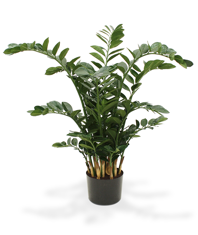 Tekopuu Palmuvehka (115 cm)