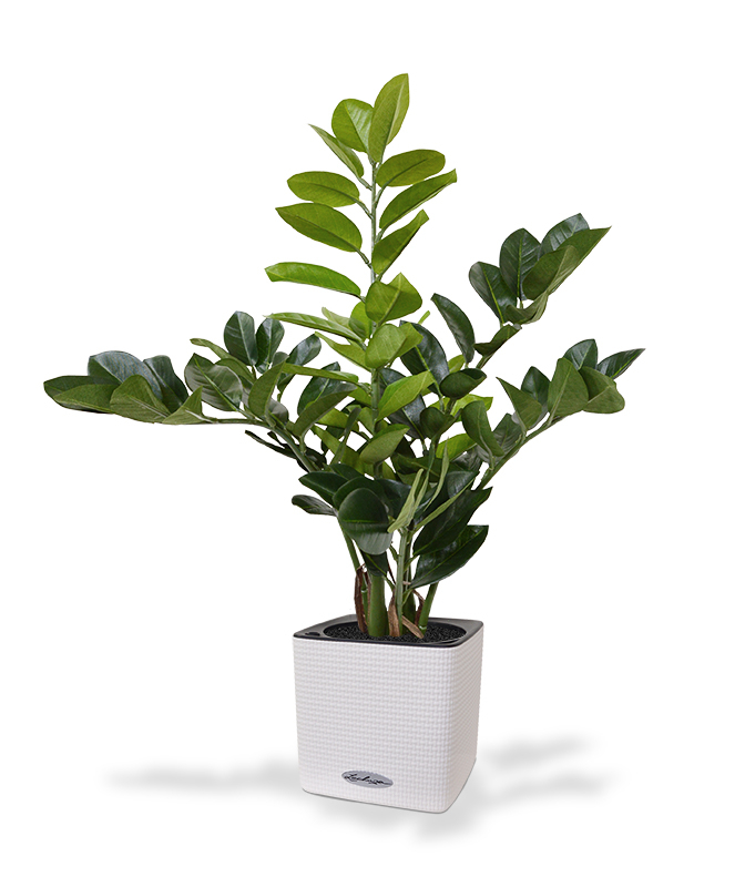 Dirbtinis augalas Zamiokulkas 55 cm