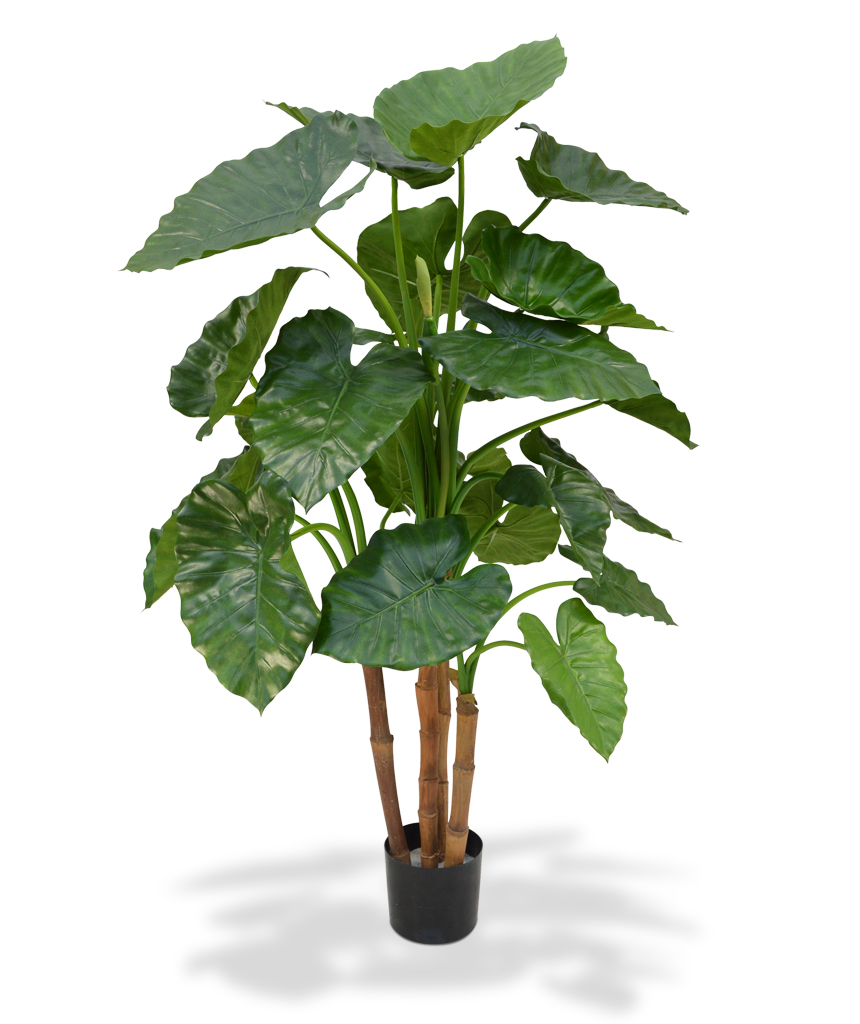 Tekopuu Kirjoalokasia (135 cm)