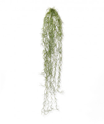 Tillandsia (75  cm)