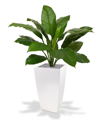 Artificial Spathiphyllum King artificial bouquet 80 cm green
