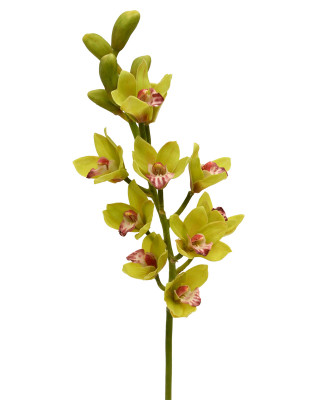 Orkidea (70 cm)