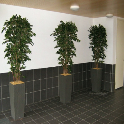 Ficus Exotica (180 cm)