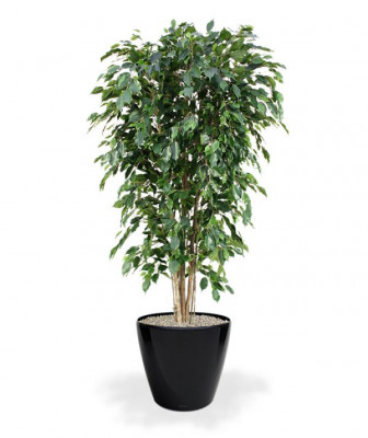 Ficus Exotica artificial Deluxe 180 cm verde Retardante de fogo