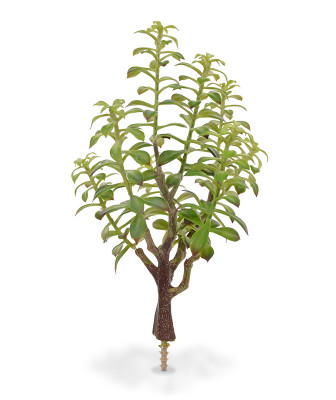Turdleht bonsai (40  cm)