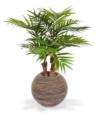 Chamedorėja Palmė  65 cm