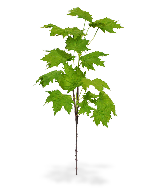 Kunst Vaher (80 cm) Kunst Vaher (80 cm)