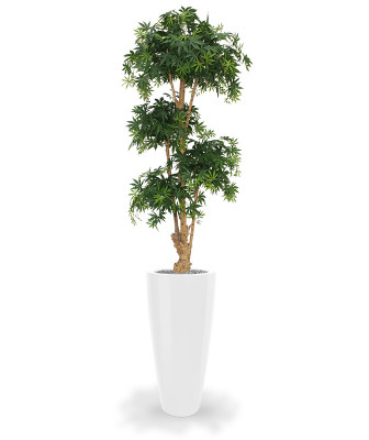 Klevo bonsai 170 cm