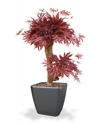 Klevo bonsai 60 cm