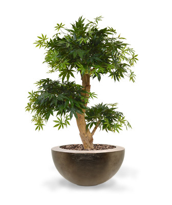 Vaher bonsai (95  cm)