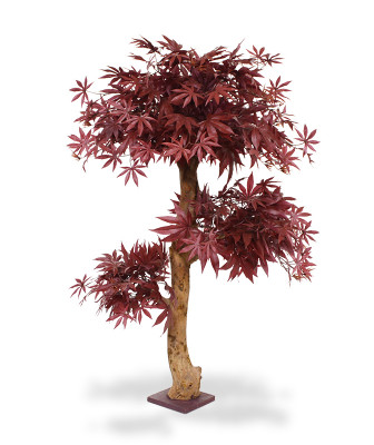 Vaahtera bonsai (95 cm)